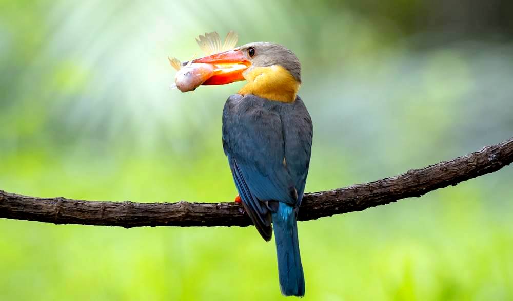 Biodiversität Hotspot - Natur in Thailand
