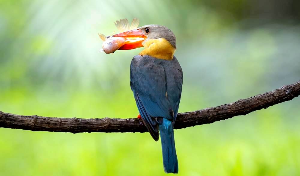 Biodiversitt Hotspot - Natur in Thailand