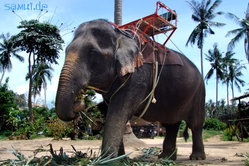Foto: Elefantenreiten Dschungeltour Koh Samui 