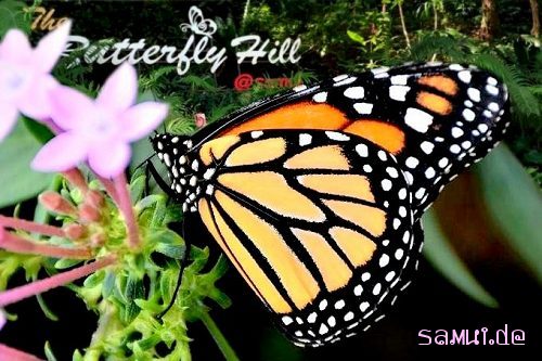 Foto: Samui Butterfly Garden (Schmetterlingsgarten)