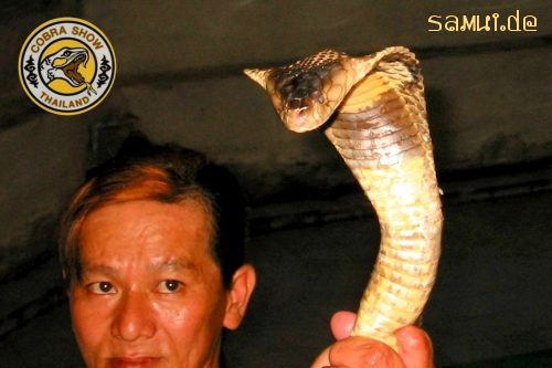 Foto: Schlangenfarm Koh Samui mit Cobra Show (Snake Farm)