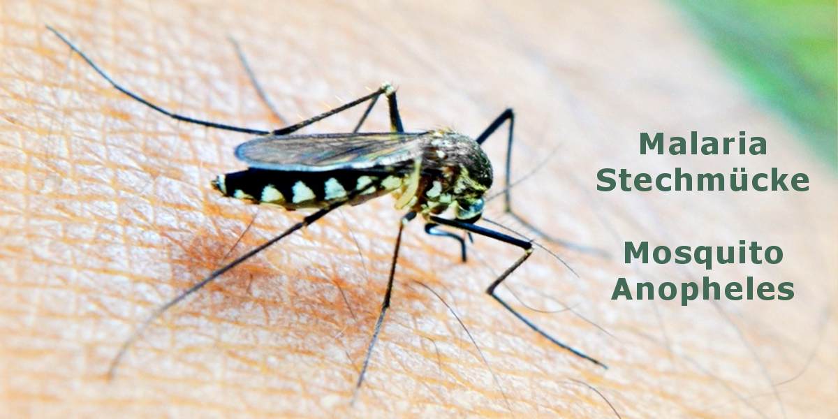 Foto: Malaria Stechmücke - Mosquito Anopheles