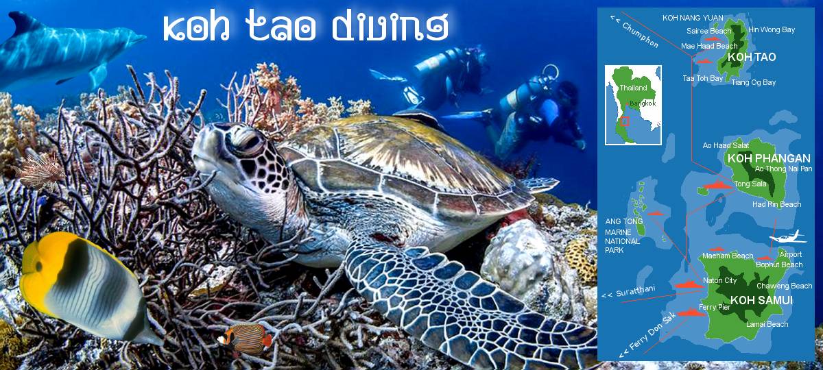 Koh Tao Diving (Tauchparadis in Thailand)